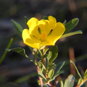 Hibbertia obtusifolia at Felltimber Creek NCR - 17 May 2020 03:54 PM