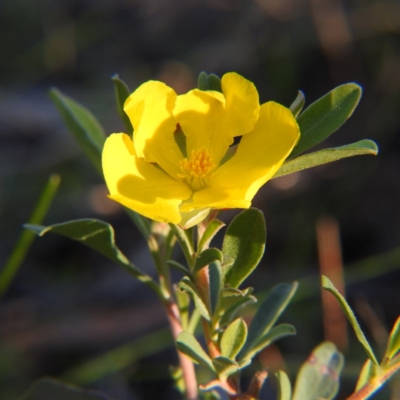 Hibbertia obtusifolia (Grey Guinea-flower) at West Wodonga, VIC - 17 May 2020 by Michelleco