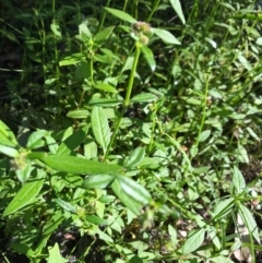 Opercularia aspera (Coarse Stinkweed) at Ulladulla Wildflower Reserve - 5 Aug 2020 by SueHob