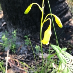 Blandfordia nobilis (Christmas Bells) at Ulladulla, NSW - 5 Aug 2020 by SueHob