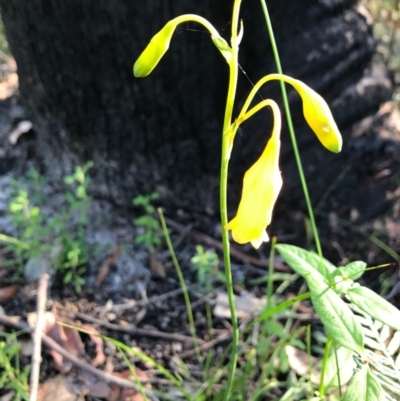 Blandfordia nobilis (Christmas Bells) at Ulladulla, NSW - 6 Aug 2020 by SueHob