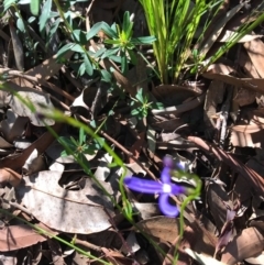 Lobelia dentata (Toothed Lobelia) at Ulladulla, NSW - 5 Aug 2020 by SueHob