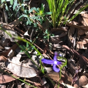 Lobelia dentata at Ulladulla, NSW - 5 Aug 2020