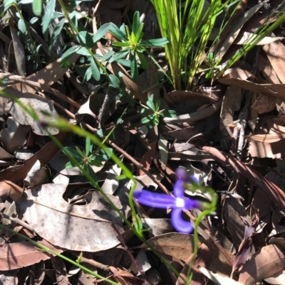 Lobelia dentata (Toothed Lobelia) at Ulladulla, NSW - 5 Aug 2020 by SueHob