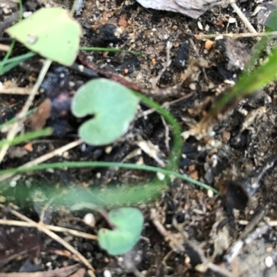 Unidentified Other Wildflower or Herb at Ulladulla, NSW - 5 Aug 2020 by SueHob