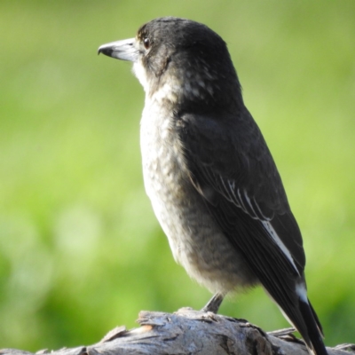 Cracticus torquatus (Grey Butcherbird) at West Wodonga, VIC - 10 May 2020 by Michelleco