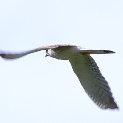 Falco cenchroides (Nankeen Kestrel) at Denman Prospect, ACT - 6 Aug 2020 by Kurt