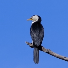 Microcarbo melanoleucos (Little Pied Cormorant) at Lower Molonglo - 6 Aug 2020 by Kurt