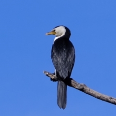 Microcarbo melanoleucos (Little Pied Cormorant) at Molonglo River Reserve - 6 Aug 2020 by Kurt