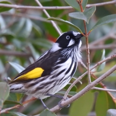 Phylidonyris novaehollandiae (New Holland Honeyeater) at West Wodonga, VIC - 20 Jul 2019 by Michelleco