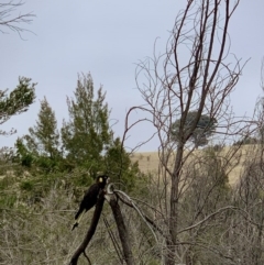 Zanda funerea (Yellow-tailed Black-Cockatoo) at Greenway, ACT - 3 Aug 2020 by CaitlinW