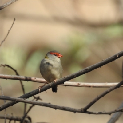 Neochmia temporalis (Red-browed Finch) at Felltimber Creek NCR - 8 Mar 2019 by Michelleco
