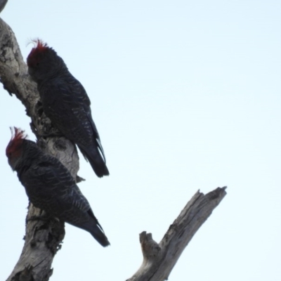 Callocephalon fimbriatum (Gang-gang Cockatoo) at West Wodonga, VIC - 8 Mar 2019 by Michelleco