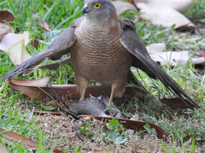 Tachyspiza cirrocephala (Collared Sparrowhawk) at West Wodonga, VIC - 3 Dec 2019 by Michelleco