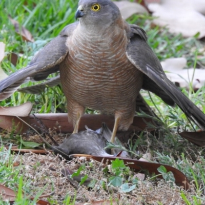 Tachyspiza cirrocephala (Collared Sparrowhawk) at West Wodonga, VIC - 3 Dec 2019 by Michelleco