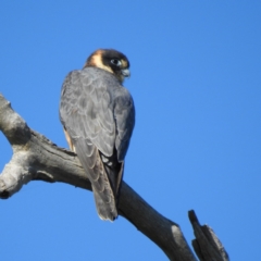 Falco longipennis (Australian Hobby) at Wodonga - 27 Jun 2020 by Michelleco