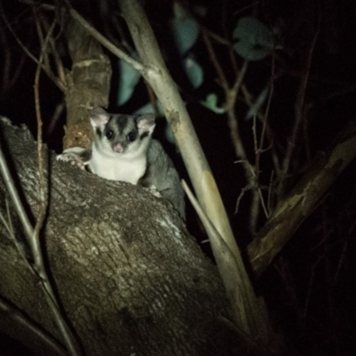 Petaurus norfolcensis (Squirrel Glider) at Felltimber Creek NCR - 2 Dec 2017 by Michelleco