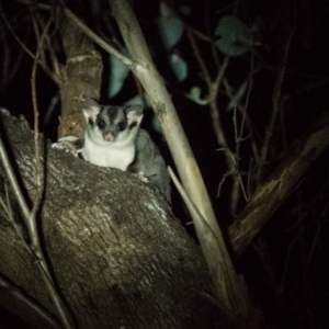 Petaurus norfolcensis at West Wodonga, VIC - 3 Dec 2017