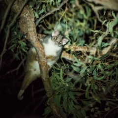 Pseudocheirus peregrinus (Common Ringtail Possum) at West Wodonga, VIC - 22 Feb 2017 by Michelleco