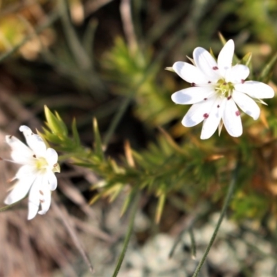 Stellaria pungens (Prickly Starwort) at Goorooyarroo NR (ACT) - 2 Aug 2020 by Sarah2019