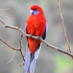 Platycercus elegans (Crimson Rosella) at Wodonga - 24 Apr 2020 by Michelleco