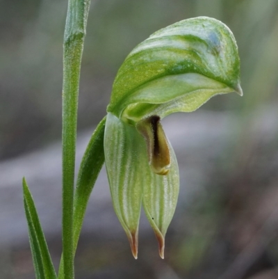 Bunochilus umbrinus (Broad-sepaled Leafy Greenhood) at Downer, ACT - 6 Aug 2020 by shoko