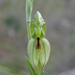 Bunochilus umbrinus (ACT) = Pterostylis umbrina (NSW) at suppressed - 6 Aug 2020