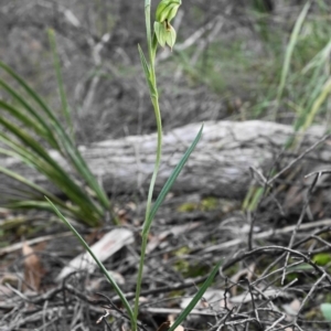 Bunochilus umbrinus (ACT) = Pterostylis umbrina (NSW) at suppressed - 6 Aug 2020