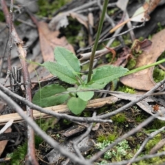 Bunochilus umbrinus (ACT) = Pterostylis umbrina (NSW) at suppressed - 6 Aug 2020