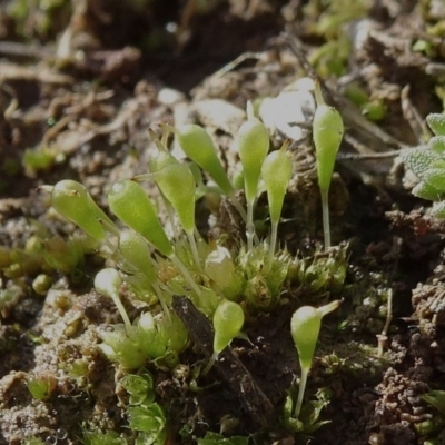 Entosthodon sp. at Mulanggari Grasslands - 1 Aug 2020 by JanetRussell