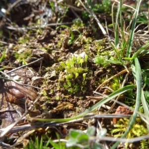 Entosthodon sp. at Franklin, ACT - 1 Aug 2020