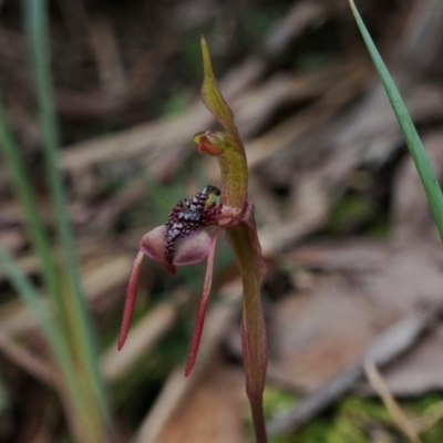 Chiloglottis reflexa (Short-clubbed Wasp Orchid) at Black Mountain - 6 Aug 2020 by shoko