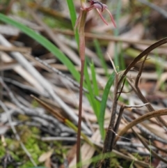 Chiloglottis reflexa at Downer, ACT - 6 Aug 2020