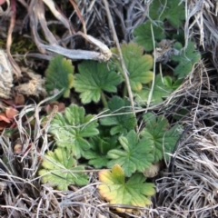 Geranium (genus) (Geranium) at Mount Clear, ACT - 1 Aug 2020 by Sarah2019