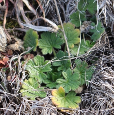 Geranium (genus) (Geranium) at Mount Clear, ACT - 1 Aug 2020 by Sarah2019