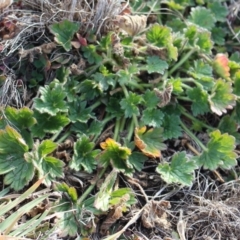 Geranium sp. at Mount Clear, ACT - 1 Aug 2020