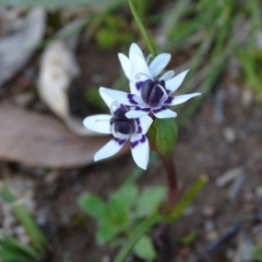 Wurmbea dioica subsp. dioica (Early Nancy) at Isaacs Ridge and Nearby - 6 Aug 2020 by Mike