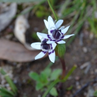 Wurmbea dioica subsp. dioica (Early Nancy) at Isaacs Ridge and Nearby - 6 Aug 2020 by Mike