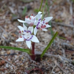 Wurmbea dioica subsp. dioica at Isaacs, ACT - 6 Aug 2020