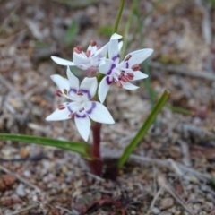 Wurmbea dioica subsp. dioica at Isaacs, ACT - 6 Aug 2020