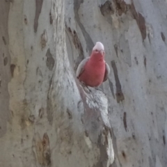 Eolophus roseicapilla (Galah) at Isaacs Ridge - 6 Aug 2020 by Mike