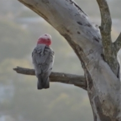 Eolophus roseicapilla at Isaacs, ACT - 6 Aug 2020