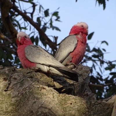 Eolophus roseicapilla (Galah) at Isaacs Ridge and Nearby - 6 Aug 2020 by Mike