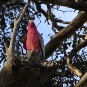 Eolophus roseicapilla at Isaacs, ACT - 6 Aug 2020