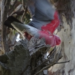 Eolophus roseicapilla at Isaacs, ACT - 6 Aug 2020