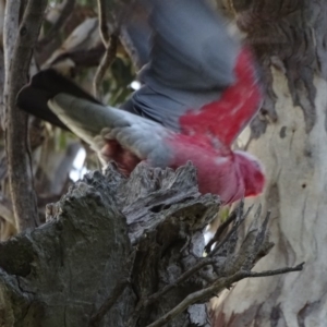 Eolophus roseicapilla at Isaacs, ACT - 6 Aug 2020