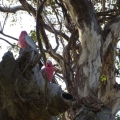 Eolophus roseicapilla at Isaacs, ACT - 6 Aug 2020