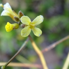 Barbarea verna (Wintercress, American Cress) at Isaacs, ACT - 6 Aug 2020 by Mike