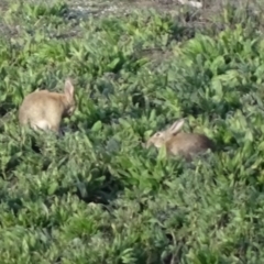 Oryctolagus cuniculus (European Rabbit) at Isaacs Ridge and Nearby - 6 Aug 2020 by Mike
