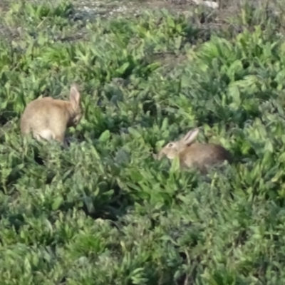 Oryctolagus cuniculus (European Rabbit) at Isaacs, ACT - 6 Aug 2020 by Mike